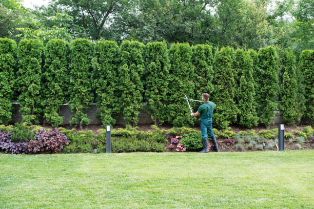 Best Organic Lawn Care Solutions  in Lisle, IL